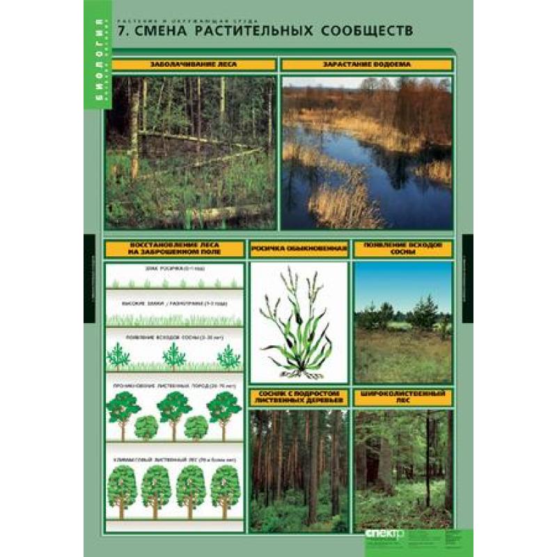 Растительные сообщества составить таблицу. Растительные сообщества. Смена растительных сообществ. Растительное сообщество растений. Растительные сообщества примеры